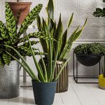 Вісім невибагливих кімнатних рослин для дому та офісу